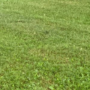 Meet your Posher, Raven